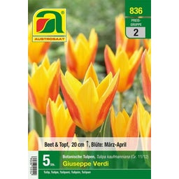 AUSTROSAAT Botanische Tulpen Giuseppe Verdi - 5 Zwiebeln