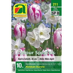 Mélange de Tulipes et de Narcisses 