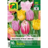 AUSTROSAAT Tulipán con Flecos - Mix