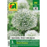 AUSTROSAAT Ajo Gigante Ornamental - Monte Everest
