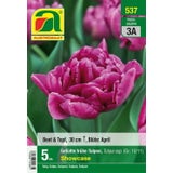 Tulipanes Tempranos de Flor Doble - Showcase