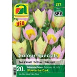 AUSTROSAAT Botanische Tulpen Glow in the Dark