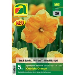 AUSTROSAAT Spaltkronen Narzissen Outright Orange - 5 Zwiebeln