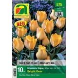 AUSTROSAAT Botanische Tulpen Bright Gem