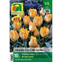 AUSTROSAAT Botanische Tulpen Bright Gem - 10 Zwiebeln