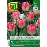 AUSTROSAAT Gefüllte späte Tulpen Upstar