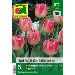 AUSTROSAAT Gefüllte späte Tulpen Upstar - 5 Zwiebeln