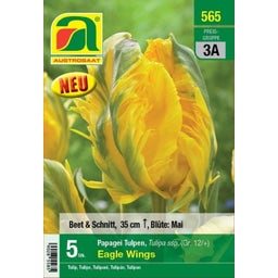 AUSTROSAAT Papagei Tulpen Eagle Wings - 5 Zwiebeln