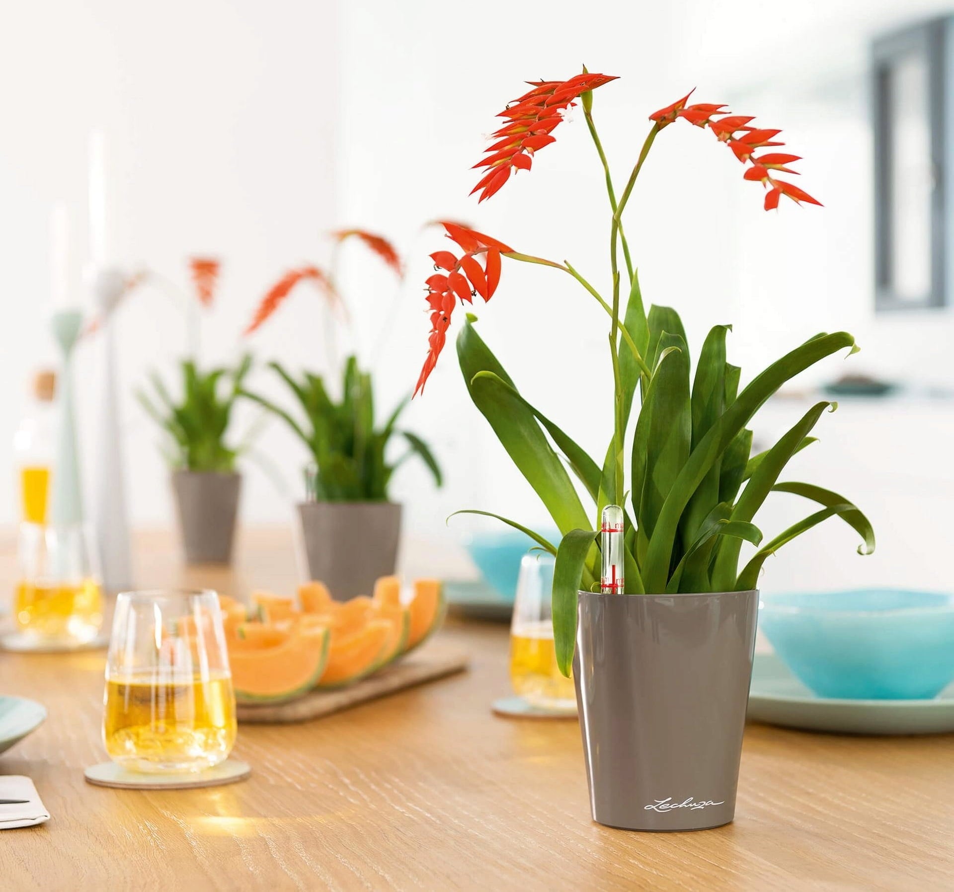Lechuza MINI DELTINI Tabletop Planter
