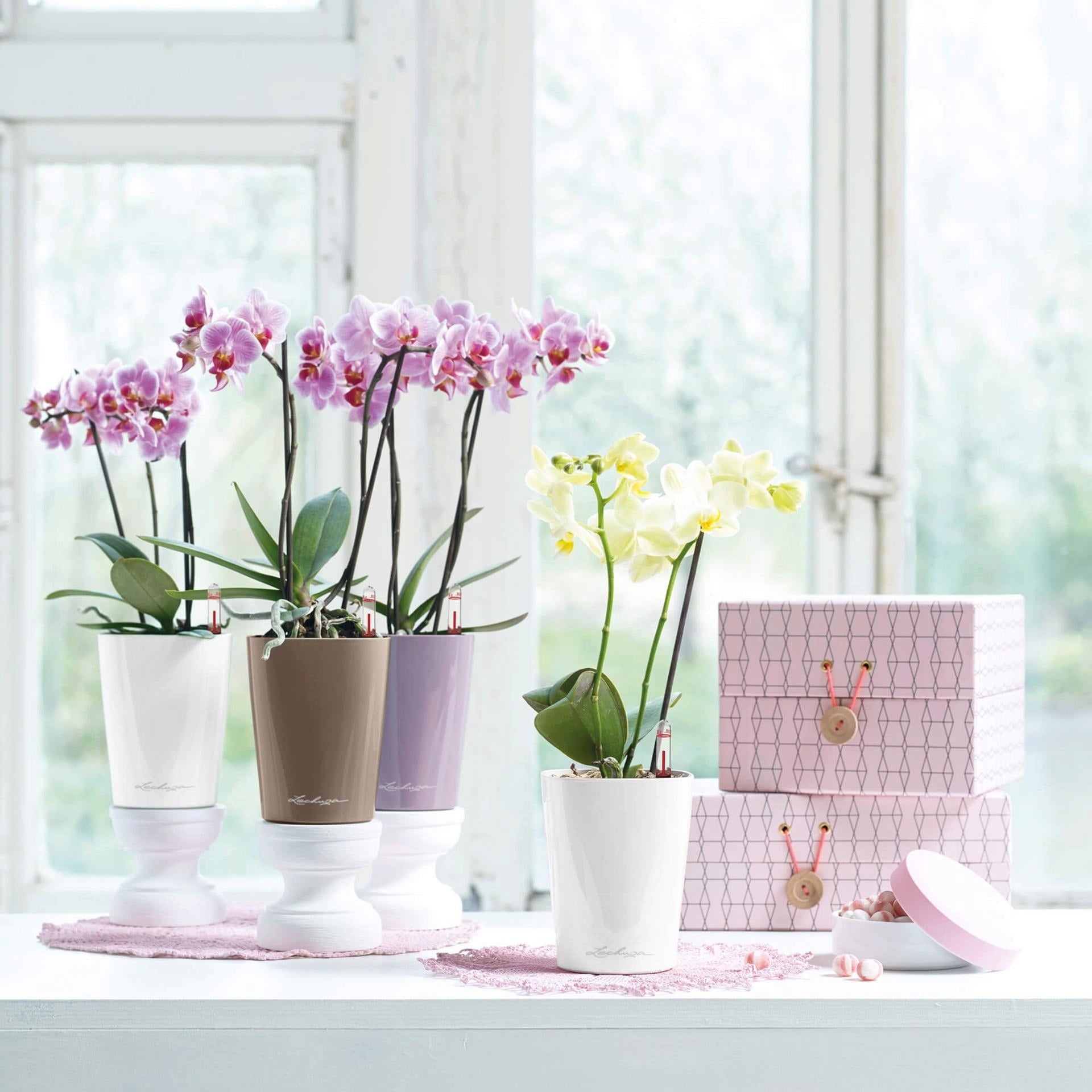 Lechuza MINI DELTINI Tabletop Planter