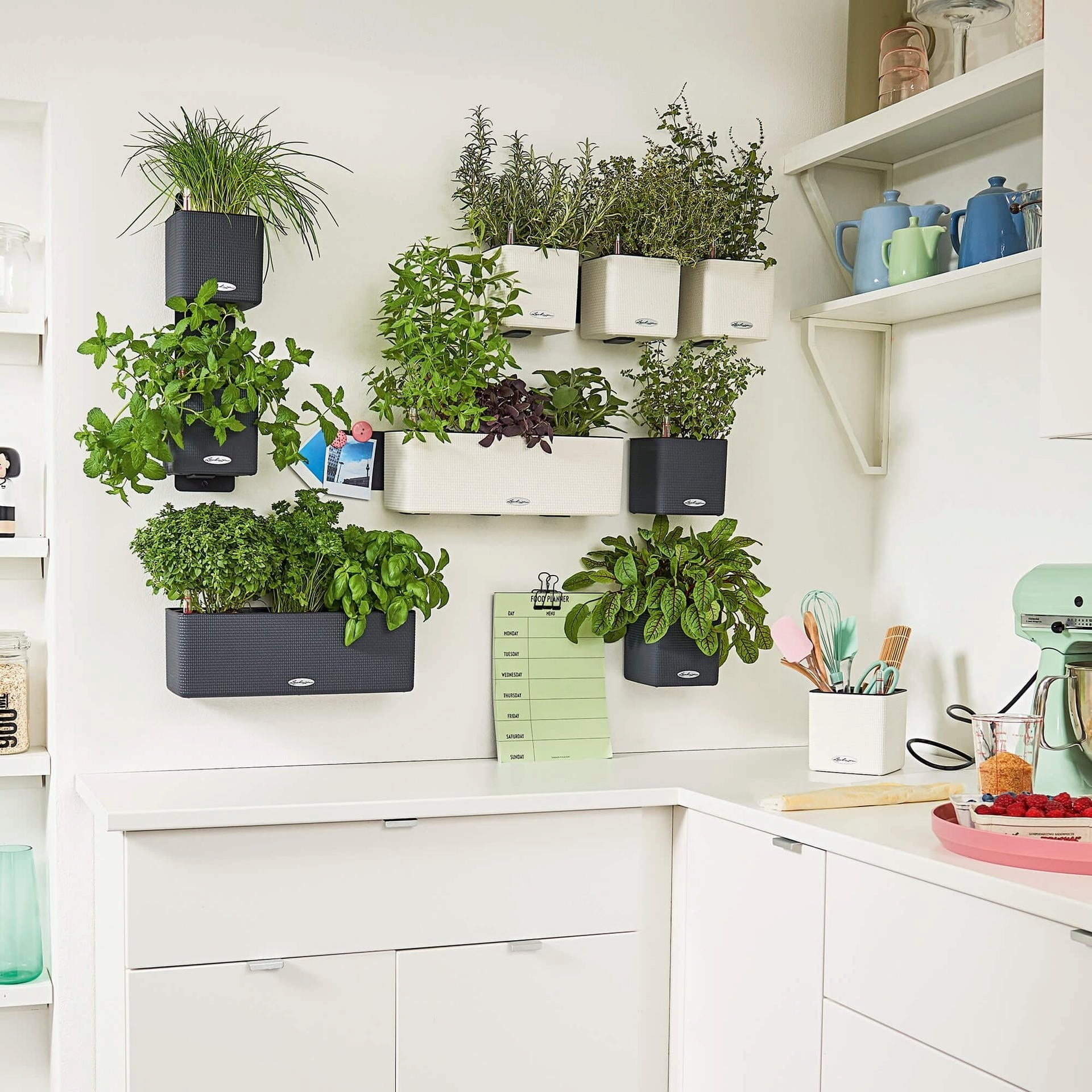 Lechuza Green Wall Home Kit Color