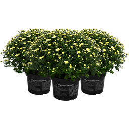 Pfitzer Chrysanthemen-Busch, 3er-Set - Weiß