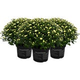 bloomling Chrysanthemum Bush, set of 3