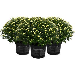 bloomling Krzew chryzantemy, 3 szt. - Biały