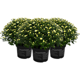 bloomling Chrysanthemum Bush, set of 3