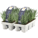 Pfitzer Lavendel, Ballen-Ø ca. 7 cm im Tray - 2x 6er-Tray