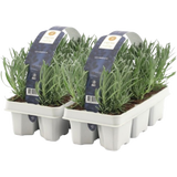 bloomling Lavendel, Ballen-Ø ca. 7 cm im Tray