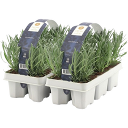 Pfitzer Lavendel, Ballen-Ø ca. 7 cm im Tray - 2x 6er-Tray