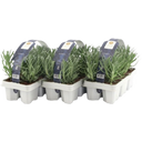Pfitzer Lavendel, Ballen-Ø ca. 7 cm im Tray - 3x 6er-Tray