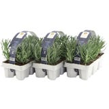 Lavender, root ball &Oslash; approx. 7 cm in a tray