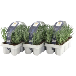 Pfitzer Lavendel, Ballen-Ø ca. 7 cm im Tray - 3x 6er-Tray