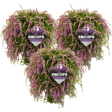 bloomling Heather, Trailing, set of 3