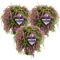 bloomling Brote de Brezo Colgante, Set de 3 - 