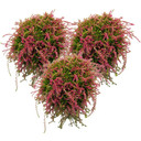 Knospenheide hängend, 3er-Set, Rosa