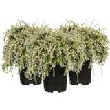 bloomling Heather, Trailing, set of 3
