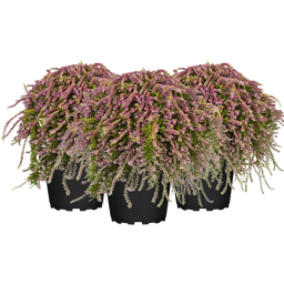 Pfitzer Knospenheide hängend, 3er-Set - Rosa (grünlaubig)