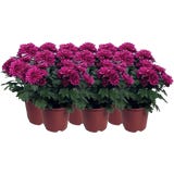Chrysanthemums 'Chrysanne&reg; Grandezza', set of 6