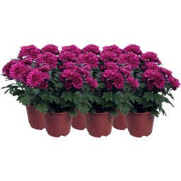 Crisantemi 'Chrysanne® Grandezza', Set da 6 - Viola