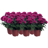 Chrysanthemen 'Chrysanne® Grandezza', 6er-Set