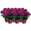Chrysanthemen 'Chrysanne® Grandezza', 6er-Set, Lila