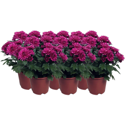 Chrysanthemen 'Chrysanne® Grandezza', 6er-Set - Lila
