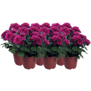 Chrysanthemen 'Chrysanne® Grandezza', 6er-Set - Lila