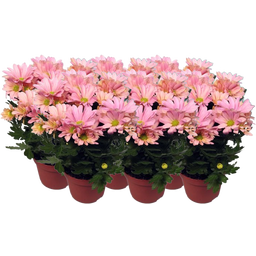 Chrysanthemen 'Chrysanne® Grandezza', 6er-Set - Pink