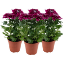 Pfitzer Chrysantheme 'Zembla Next Purple' - Lila - 3er-Set