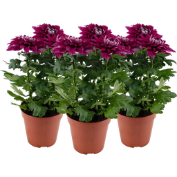 Pfitzer Chrysantheme 'Zembla Next Purple' - Lila - 3er-Set