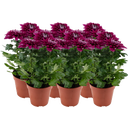 Pfitzer Chrysantheme 'Zembla Next Purple' - Lila - 6er-Set