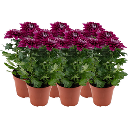 Pfitzer Chrysantheme 'Zembla Next Purple' - Lila - 6er-Set