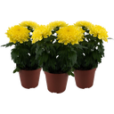 Pfitzer Chrysantheme 'Zembla Next Yellow' - Gelb - 3er-Set