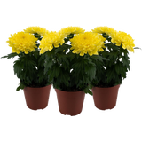 bloomling Chrysantheme 'Zembla Next Yellow' - Gelb