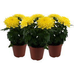Pfitzer Chrysantheme 'Zembla Next Yellow' - Gelb - 3er-Set
