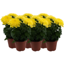 Pfitzer Chrysantheme 'Zembla Next Yellow' - Gelb - 6er-Set