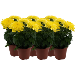 Pfitzer Chrysantheme 'Zembla Next Yellow' - Gelb - 6er-Set