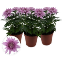 bloomling Chrysanthemum 'Zembla Next Pink' - Pink