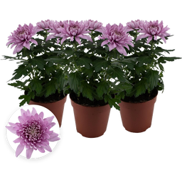 Pfitzer Chrysantheme 'Zembla Next Pink' - Rosa - 3er-Set