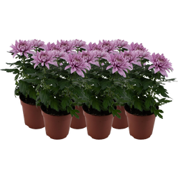 bloomling Chrysantheme 'Zembla Next Pink' - Rosa - 6er-Set