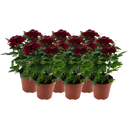 bloomling Chrysanthemum 'Zembla Next Red' - Red - 6er-Set